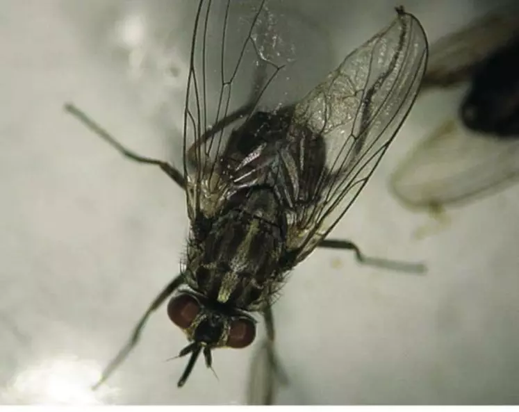 Stomoxys calcitrans est une mouche piqueuse qui se nourrit de sang.