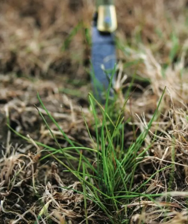 Levée de graminées suite à un sursemis Après une fauche en ensilage, la végétation est plus lente à redémarrer, ce qui améliore la réussite du sursemis à cette période.