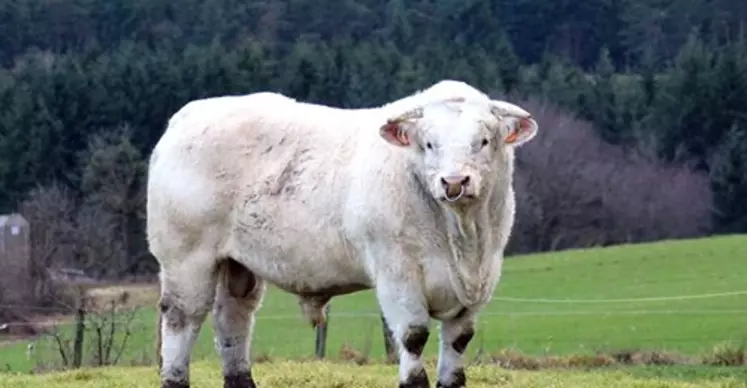 taureau Charolais 