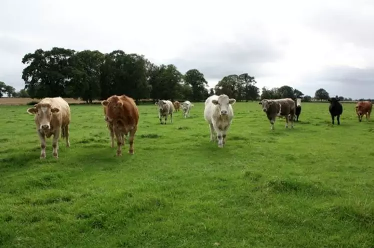 Troupeau de bovins viande au pâturage en Irlande.