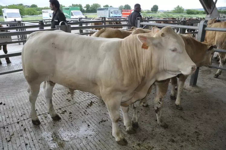 Le marché du mercredi à Agen (Lot-et-Garonne) reçoit des broutards de tout le Sud-Ouest (21 000 par an dont un tiers de Blonds). Une douzaine d’exportateurs viennent compléter leurs achats de début de semaine.