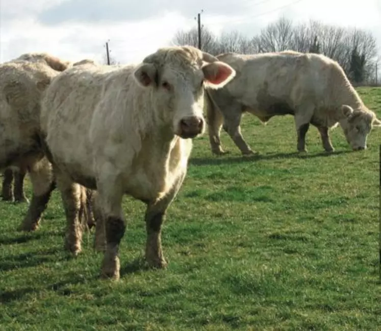 Les deux tiers des animaux de l’expérimentation ont été engraissés uniquement à l’herbe, sans complémentation, alors que les élevages ont des potentiels très divers.