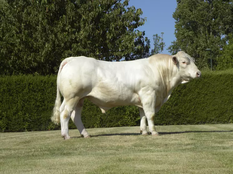 taureau Charolais Gènes Diffusion