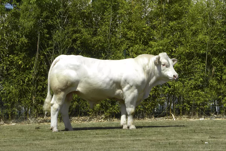 taureau Charolais Gènes Diffusion