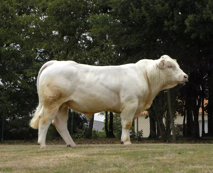 taureau Charolais Gènes Diffusion