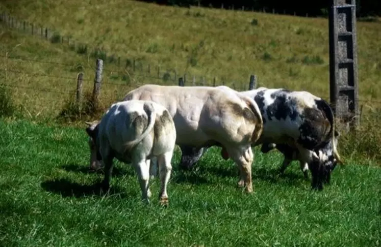 Le croisement des vaches Blanc Bleu avec des culards français permet d'améliorer le format et le potentiel de croissance.