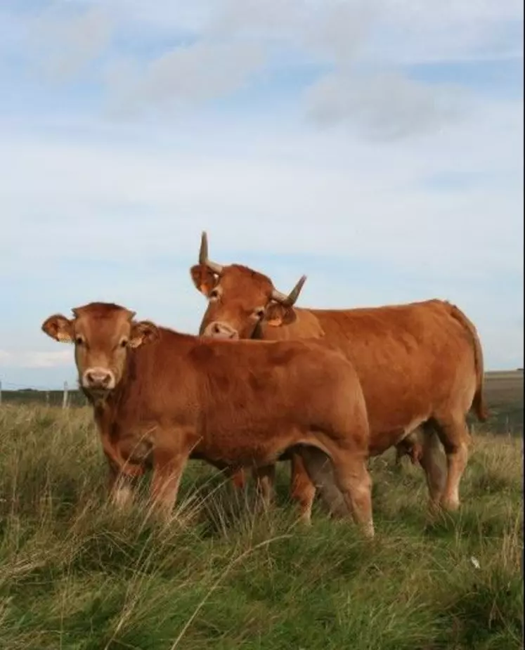 Les effectifs de la Limousine progressent tandis que le nombre de vaches allaitantes de race Charolaise ou Blonde sont en diminution.