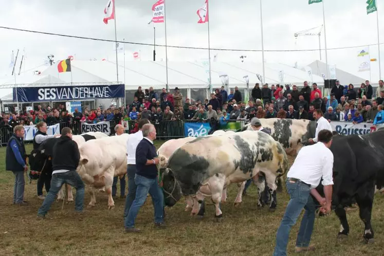 En Belgique comme en France, la passion des éleveurs s’exprime au moment des concours, lesquels permettent de faire momentanément abstraction des difficultés économiques.