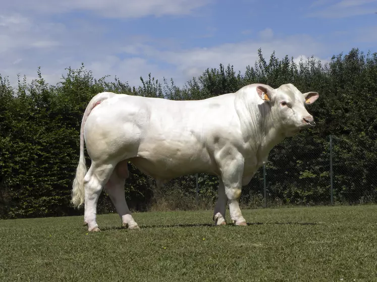 taureau charolais Gènes Diffusion Onedream P