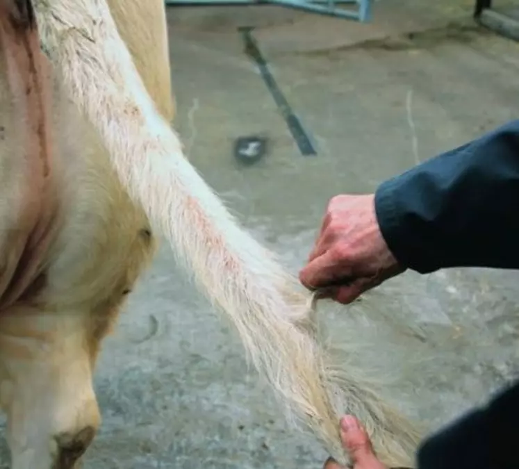 Prélèvement de poils
accompagnés de leur bulbe sur la queue d’une Charolaise en prévision d’une analyse génomique.