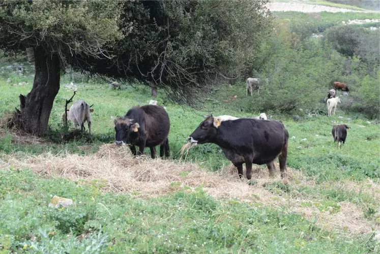 Les animaux de 
la race locale sont de très petit format et sont élevés en plein air intégral tout au long de leur existence.