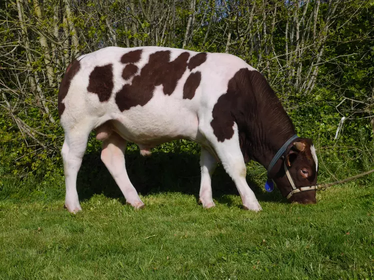 taureau IA Rouge ds Prés pastel