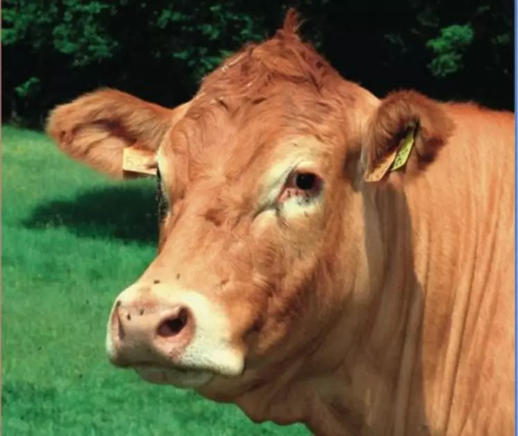 Le gène sans cornes n'est pas passé dans les moeurs chez tous les éleveurs de bovins. Ce n'est plus le cas chez les éleveurs d'ovins.