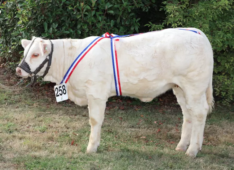 concours charolais veaux