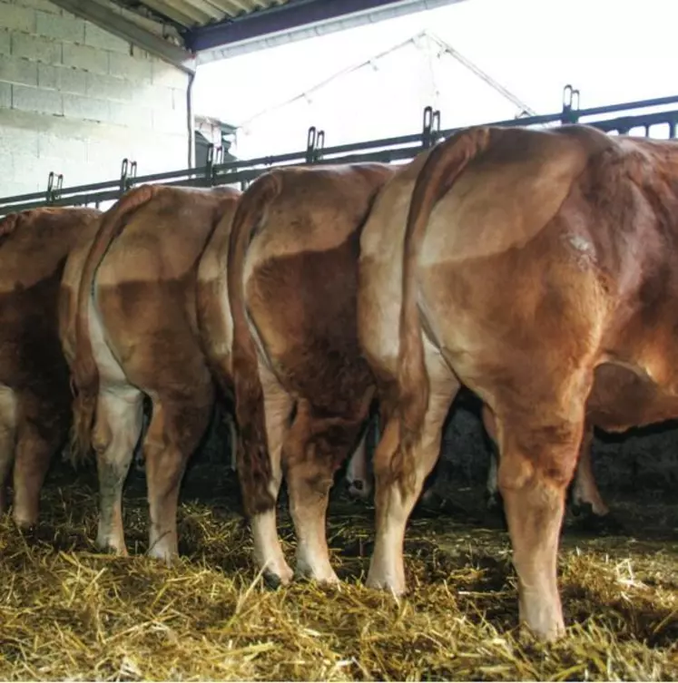 Il est nécessaire d'évaluer le potentiel de la vache pour définir 
le type de finition.