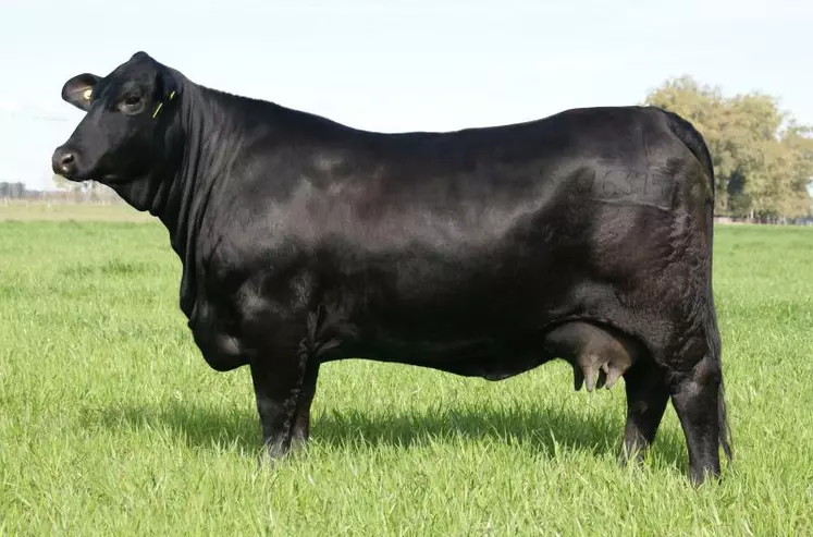 Vache Brangus noire. La robe de l'Angus sur une morphologie affichant nettement certains des traits caractéristiques des zébus.