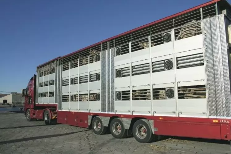 Camion de taurillons charolais dans le port de Sète pour l'exportation vers la Turquie.