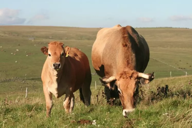 L'aide pour les femelles allaitantes sera conditionnée à la présence d'au moins 10 vaches mères avec l'application du principe de la transparence pour les Gaec.