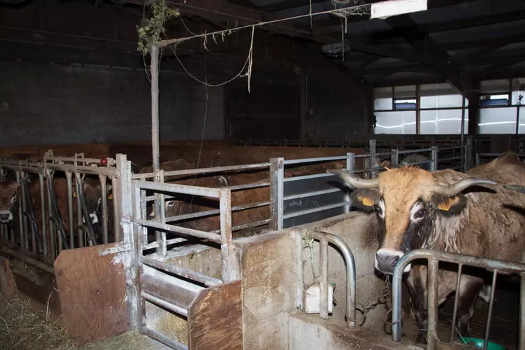 Dispositif d’attache pour vache