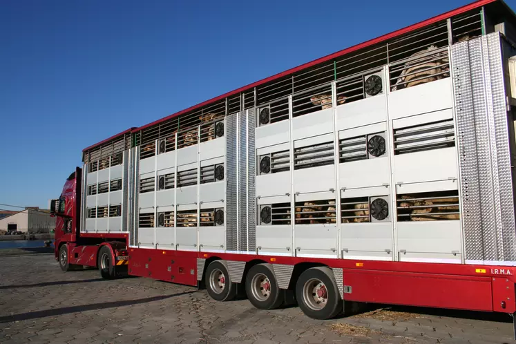 camion transport longue durée bovins