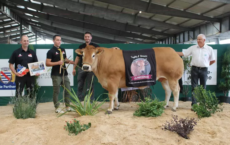 Concours vaches de boucherie label rouge race parthenaise