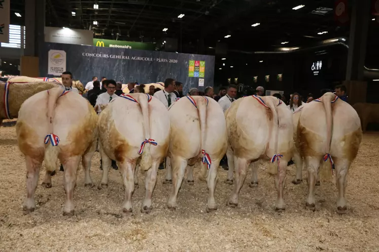 champions charolais salon de l'agriculture 2020