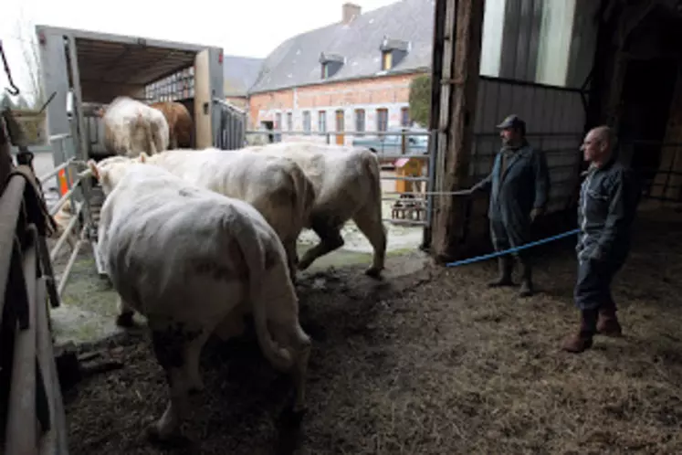 chargement de bovins en ferme