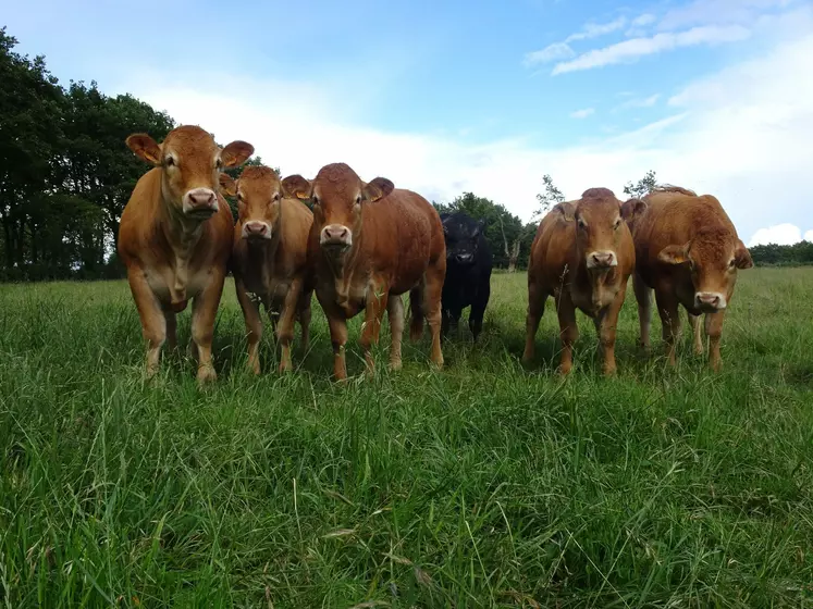 génisses limousines avec taureau Angus