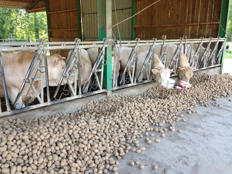 jeunes bovins ration pommes de terre