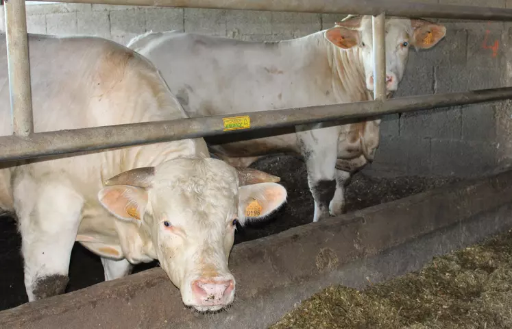 jeunes bovins charolais