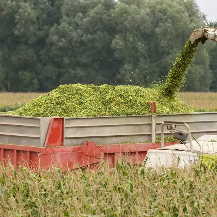 advanta ensilage maïs