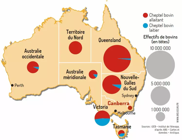 cheptel bovin en australie