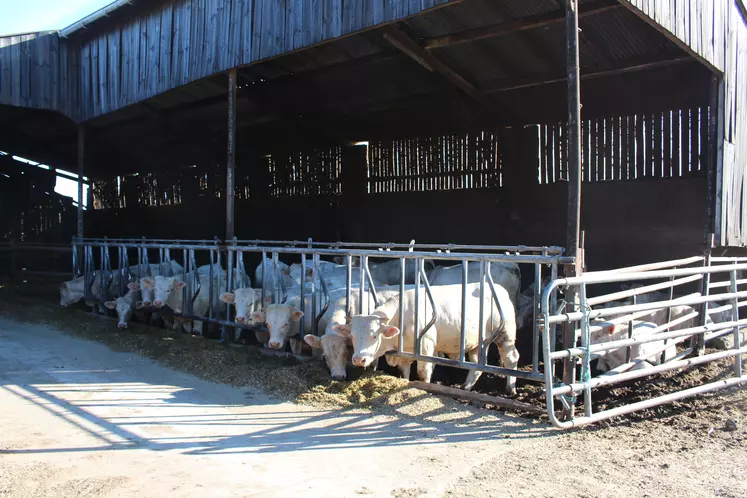 bâtiment quarantaine en élevage jeunes bovins charolais