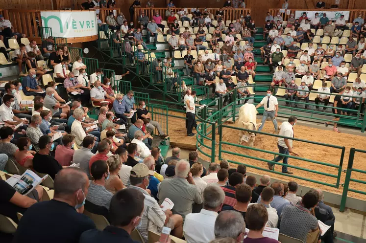 vente nationale aux enchères charolais expansion