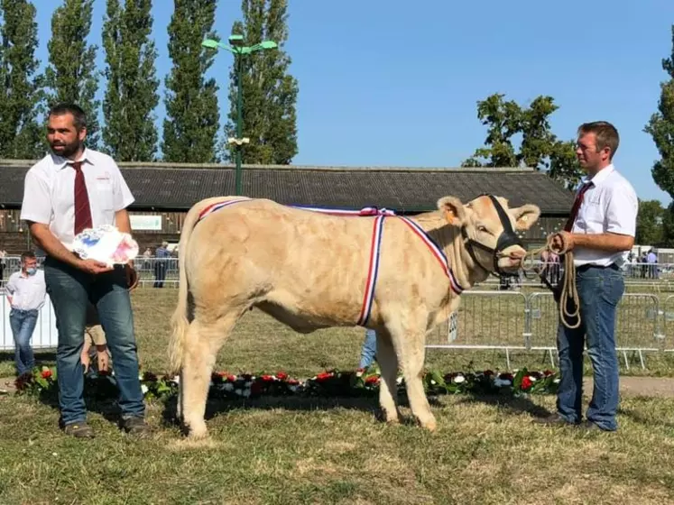 charolaise concours national des veaux 2020