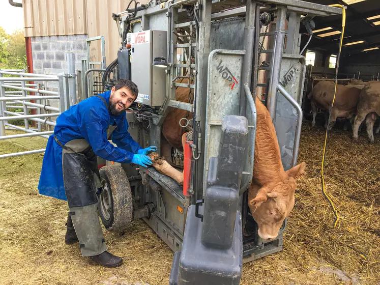 parage des pieds bovins viande