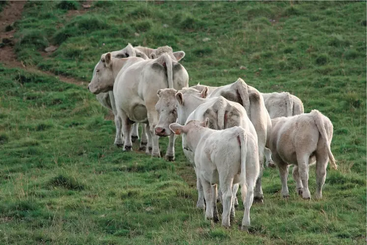 charolaises au pré