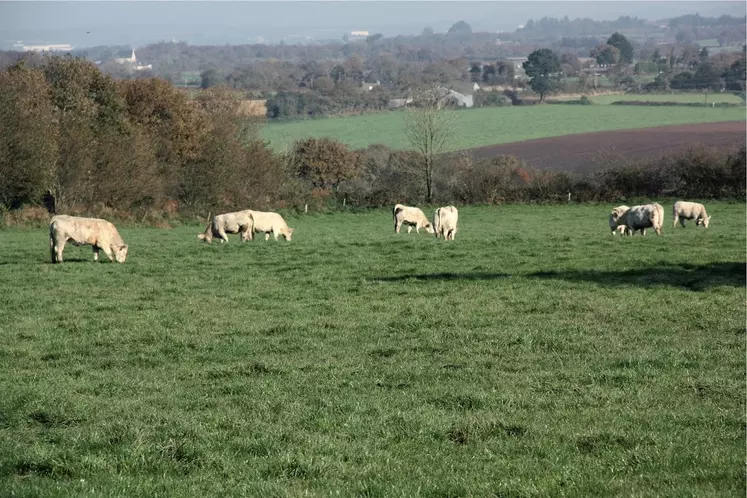 vaches charolaises au pré