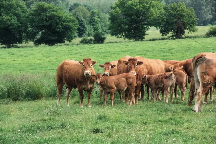 limousines suitées au pré