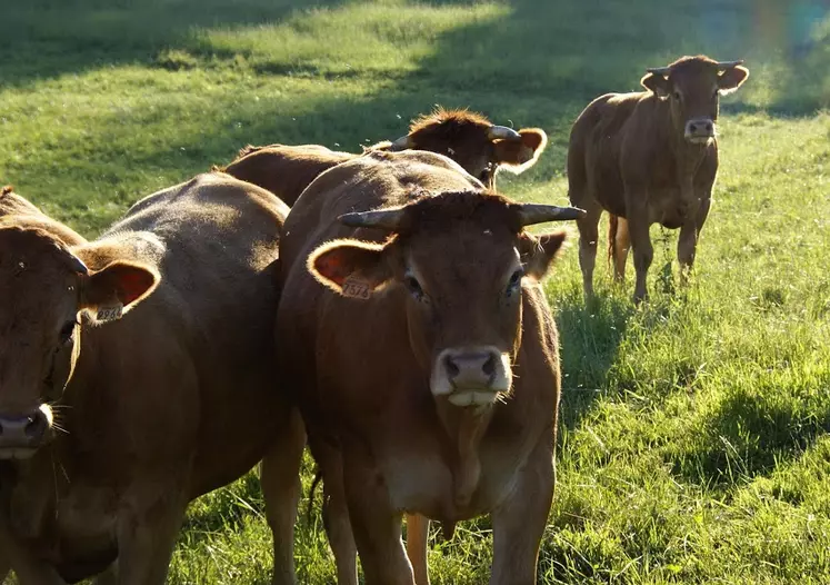 limousines au pré