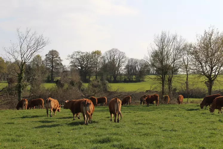 boeufs limousins au pré