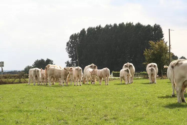 charolaises au pré