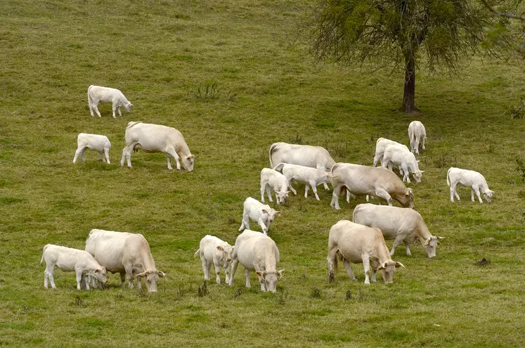 vaches chaorlaise suitees au pré