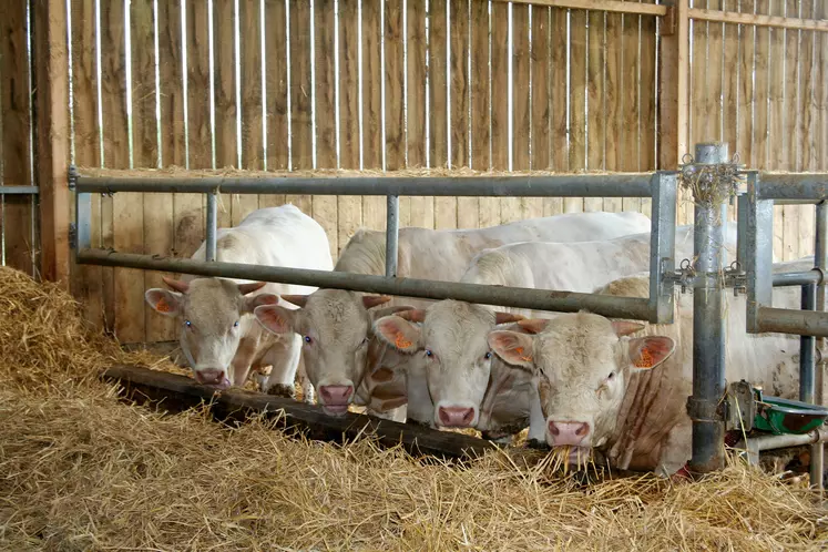 jeunes bovins charolais