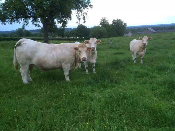 engraissement à l'herbe vaches charolaises