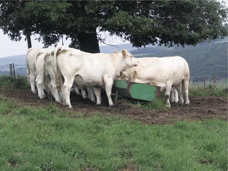 charolaises auge au pré