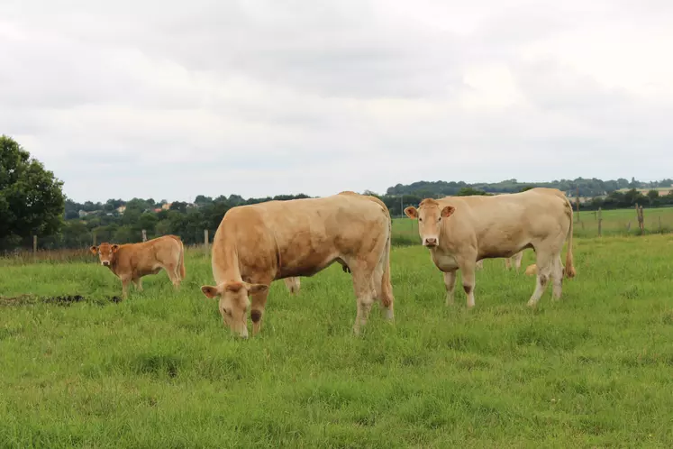 vaches blondes au pâturage