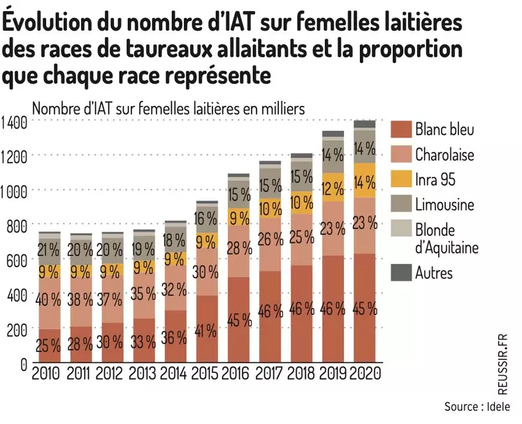 La bleue du Nord, une race de vache à la robe blanche tachetée