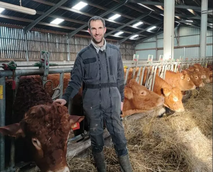 éleveur de vaches limousines dans le Finistère