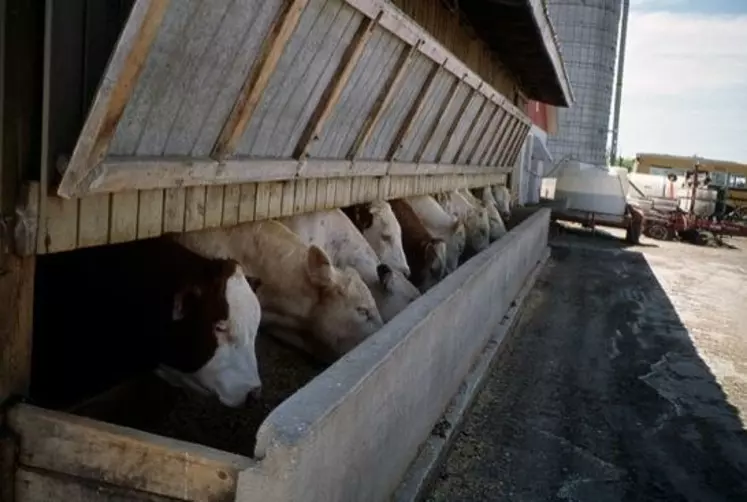 Elevage de bovins viande au Québec.
